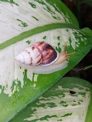 Amphidromus perversus