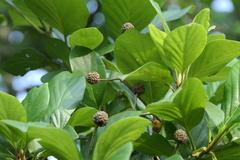Mitragyna parvifolia