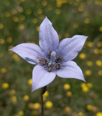 Wahlenbergia undulata