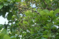 Mitragyna parvifolia