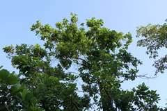 Mitragyna parvifolia