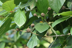 Mitragyna parvifolia