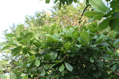 Mitragyna parvifolia