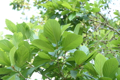 Mitragyna parvifolia