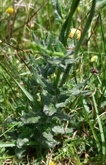 Wahlenbergia undulata