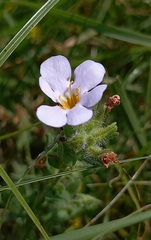 Chaenostoma campanulatum