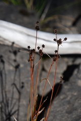 Luzula multiflora sibirica