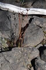 Luzula multiflora sibirica