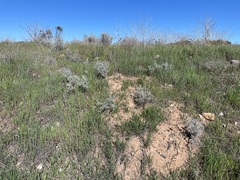 Acanthocladium dockeri