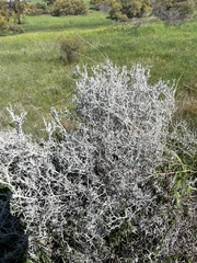 Acanthocladium dockeri