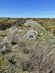 Acanthocladium dockeri
