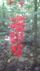 Combretum macrocalyx image