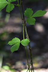 Cyphostemma