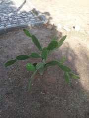 Opuntia cochenillifera