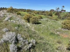 Acanthocladium dockeri