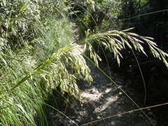 Ampelodesmos mauritanicus