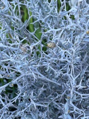 Acanthocladium dockeri