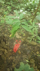 Combretum macrocalyx image