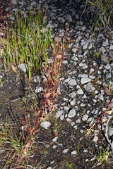 Epilobium davuricum