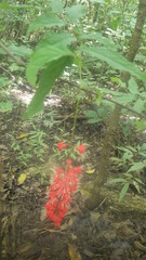 Combretum macrocalyx image