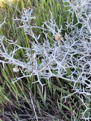 Acanthocladium dockeri