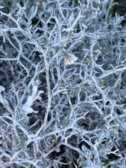 Acanthocladium dockeri