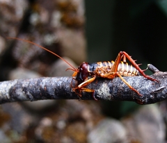 Hemideina crassidens