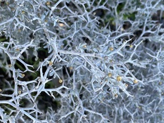 Acanthocladium dockeri