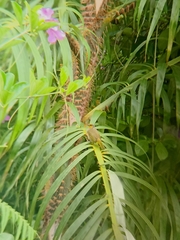 Pycnonotus finlaysoni