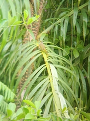 Pycnonotus finlaysoni