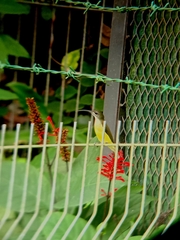 Arachnothera longirostra