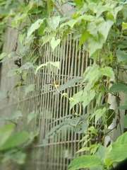 Arachnothera longirostra