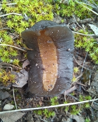 Laevicaulis natalensis