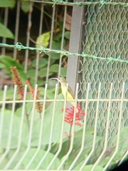 Arachnothera longirostra