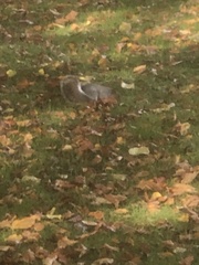 Sciurus carolinensis