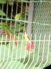 Arachnothera longirostra