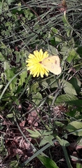 Colias croceus