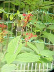 Arachnothera longirostra