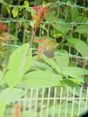 Arachnothera longirostra