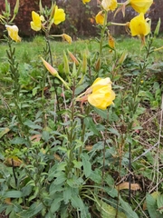 Oenothera glazioviana