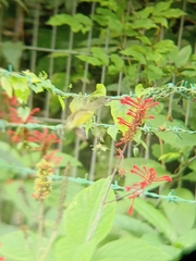 Arachnothera longirostra