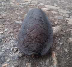 Laevicaulis natalensis