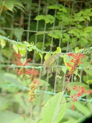 Arachnothera longirostra