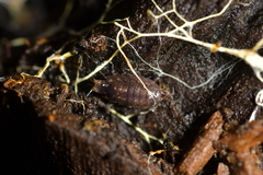 Styloniscus