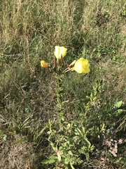 Oenothera glazioviana