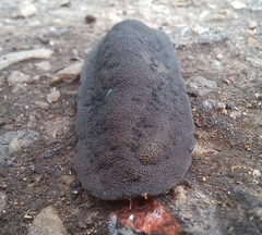 Laevicaulis natalensis