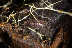 Styloniscus