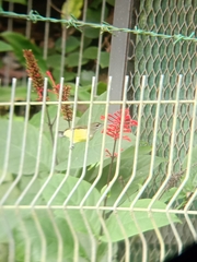 Arachnothera longirostra