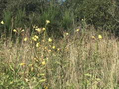 Oenothera glazioviana