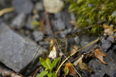 Austrolimnophila argus